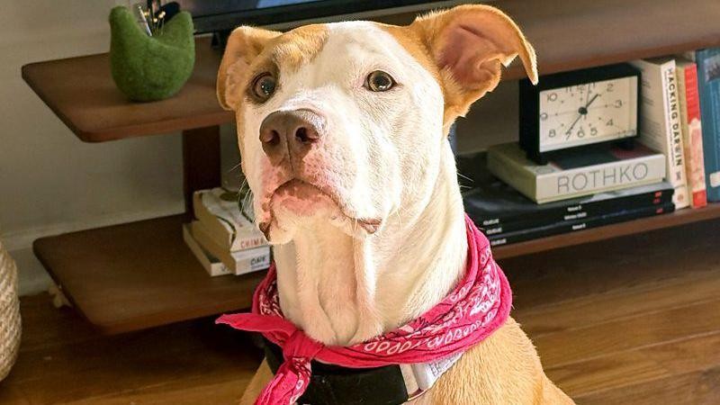 A música acalma os animais?