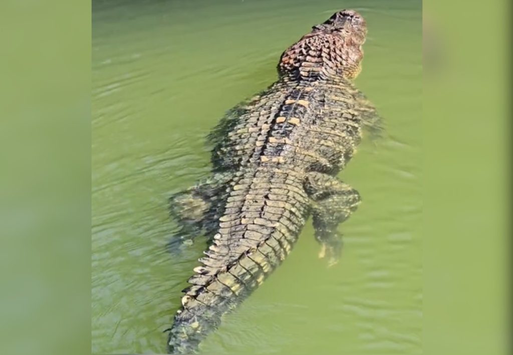 Tranquilo e silencioso: veja características de jacaré gigante registrado em ilha do TO; VÍDEO