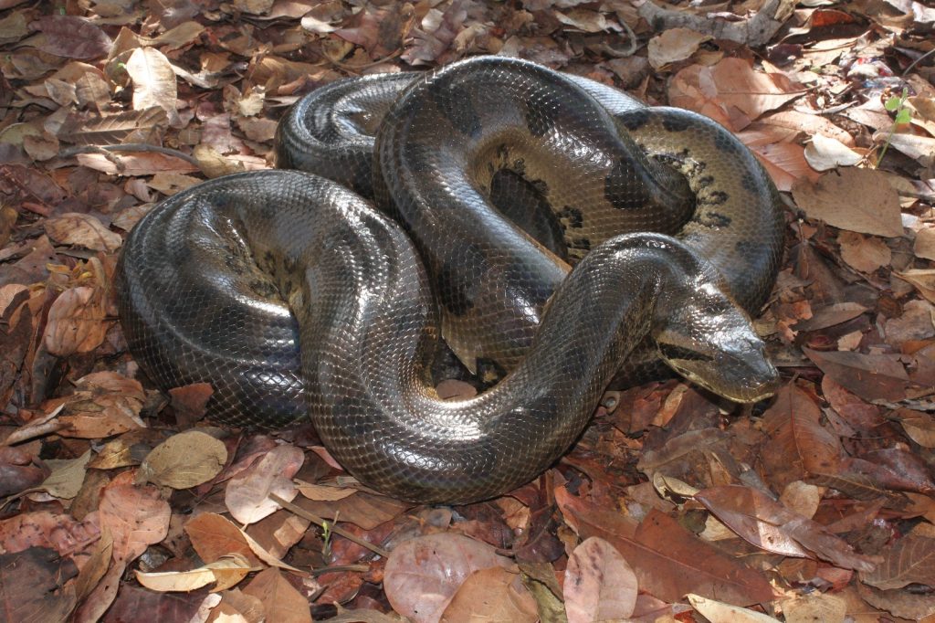 Força e agilidade: sucuris estão entre as maiores cobras do mundo